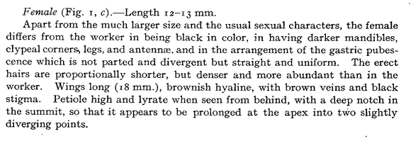 species description for Liometopum apiculatum (queen second page)