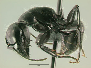 Camponotus laevigatus major, side view