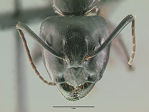 Camponotus modoc head view
