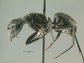 Camponotus modoc side view