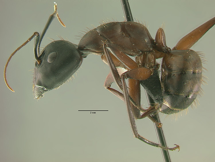 Camponotus vicinus