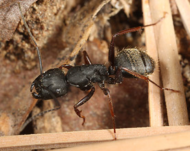 Camponotus modoc larger worker