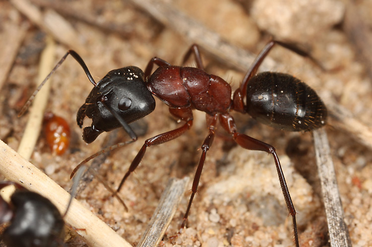 Camponotus vicinus