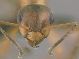 Formica densiventris queen head view