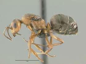 Formica densiventris queen, side view