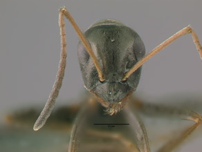 Formica fusca head view