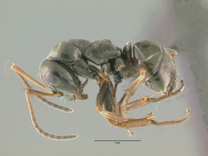 Formica fusca, side view