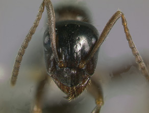 Formica lasioides head view