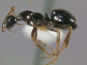 Formica lasioides, side view