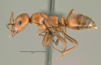 Polyergus breviceps side view