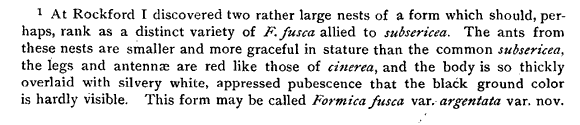 the original species description for Formica argentea (first page)