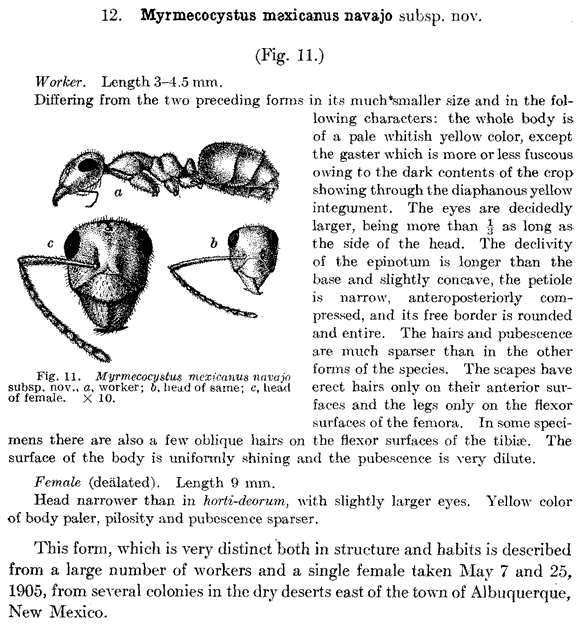 the original species description for Myrmecocystus navajo (first page)