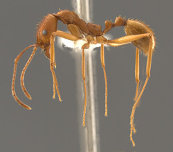 Aphaenogaster huachucana, side view