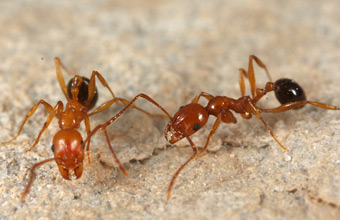 Two Aphaenogaster uinta foragers on the ground
