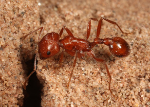 A forager of Pogonomyrmex californicus walking on the ground
