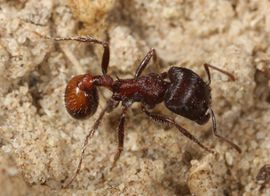 pogonomyrmex rugosus ants forager