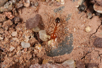 A Solenopsis xyloni forager.