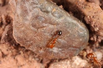 A Solenopsis xyloni forager.