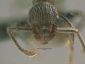 Myrmica rugiventris head