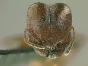 Pheidole coloradensis major head view