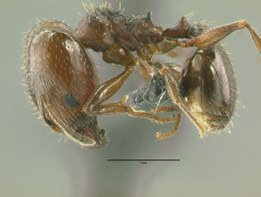 Pheidole coloradensis major, side view