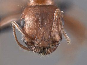 Pogonomyrmex californicus head view