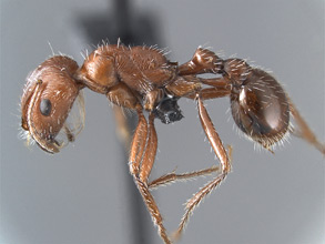 Pogonomyrmex californicus, side view