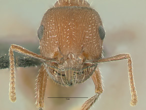 Pogonomyrmex occidentalis head view