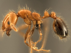 Solenopsis xyloni, side view
