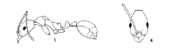 line drawing of huachucana