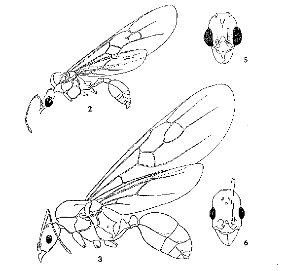 line drawing of male and female