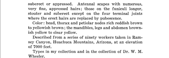 original description for Aphaenogaster huachucana (fourth page)