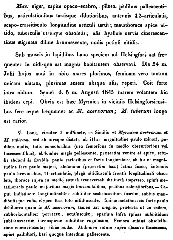 species description for Leptothorax muscorum (second page)