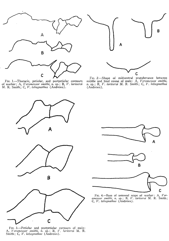 Messor lobognathus description (third page)
