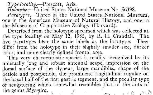 species description for Myrmica rugiventris (second page)