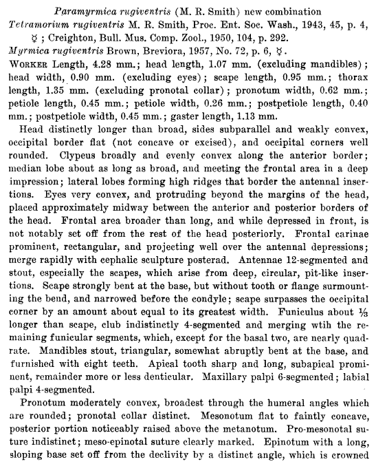 Myrmica rugiventris description (third page)