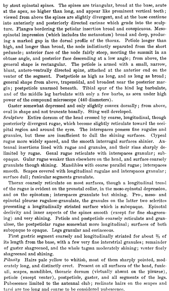 original description for Myrmica rugiventris (fourth page)