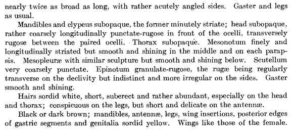 description of Pheidole coloradensis (third page)