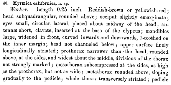 the original species description for Pogonomyrmex californicus (first page)