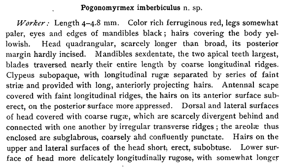 the original species description for Pogonomyrmex imberbiculus (first page)