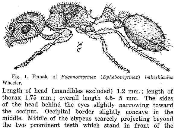 Pogonomyrmex imberbiculus description (third page)