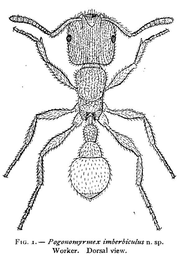 line drawing of ant by Wheeler