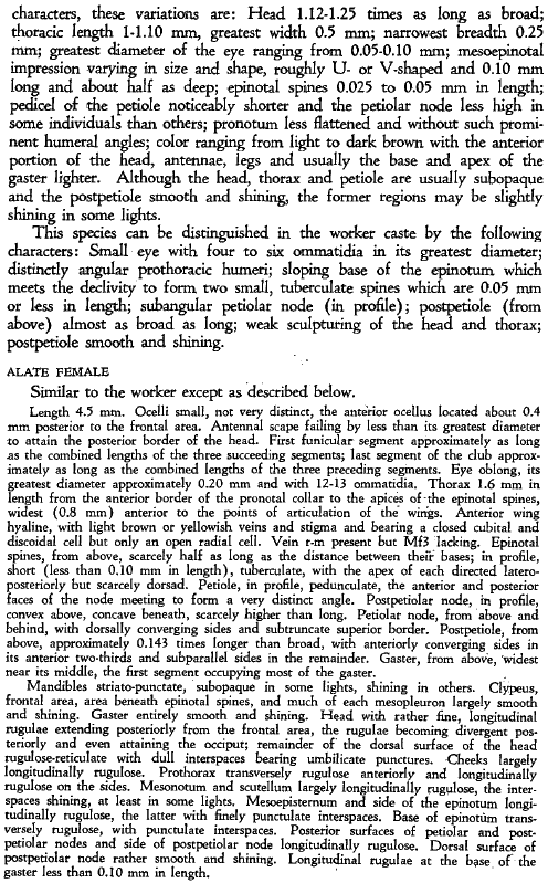 the original species description for Stenamma snellingi (second page)