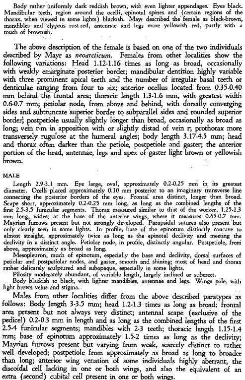 the original species description for Stenamma snellingi (third page)