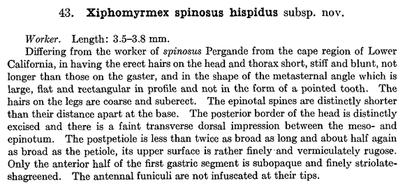the original species description for Tetramorium hispidum (first page)