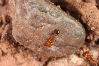 A Solenopsis xyloni forager.