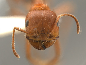 Pogonomyrmex maricopa head view